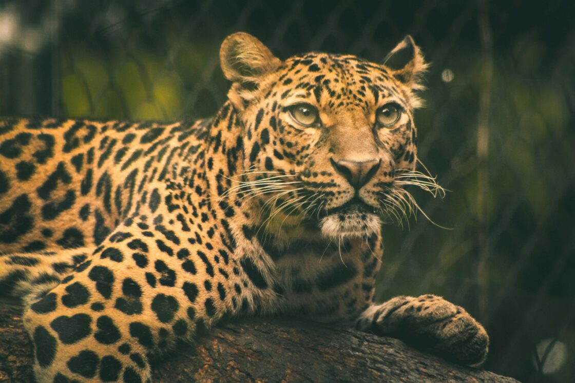 Animals